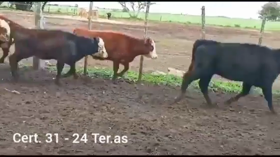 Lote TERNERAS