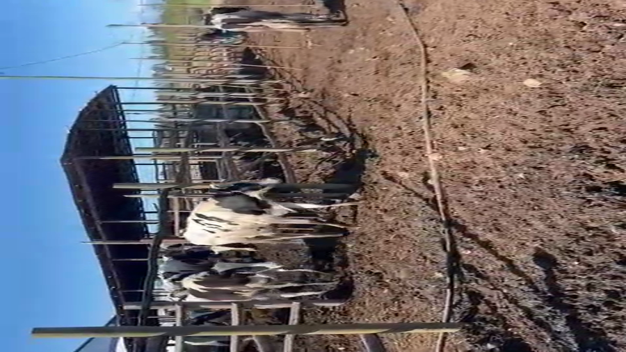 Lote 50 Novillo Engorda en Rengo, VI Región O-Higgins