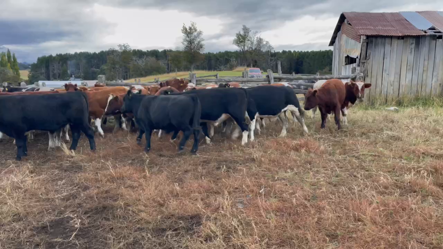 Lote 30 Novillo Engorda en Coyhaique, XI Región Aysén