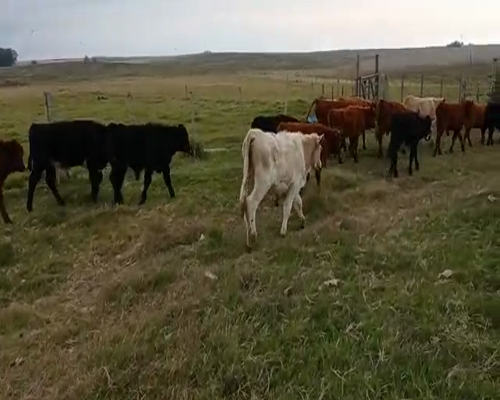 Lote 18 Terneros HEREFORD Y ANGUS 170kg - , San José