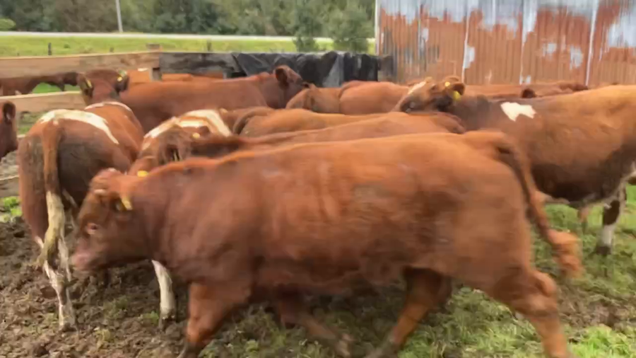 Lote 13 Ternero en Cisnes, XI Región Aysén