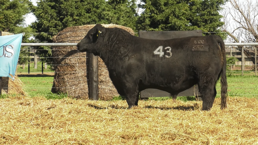Lote TOROS ANGUS PURO CONTROLADO