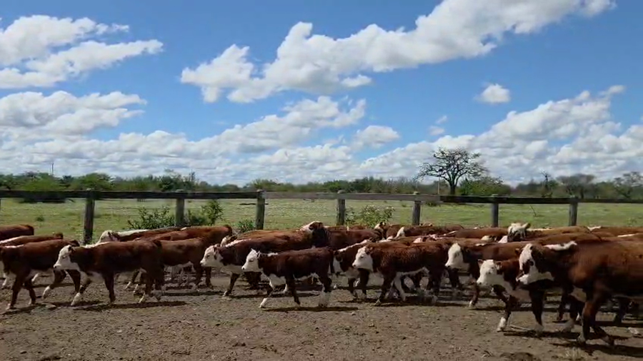 Lote 100 Terneros a término en Corrientes, Curuzu Cuatia