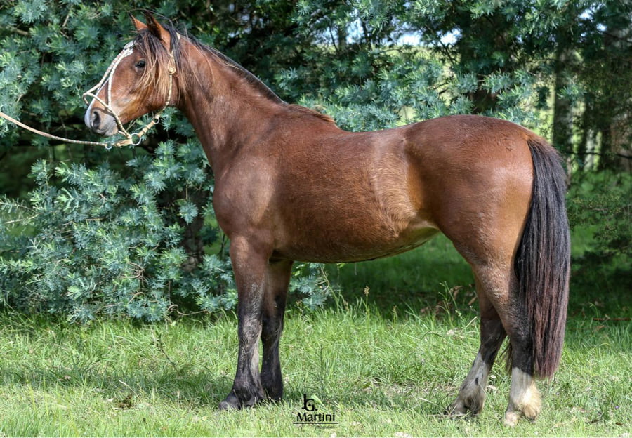 Lote Polilla Caraguatá