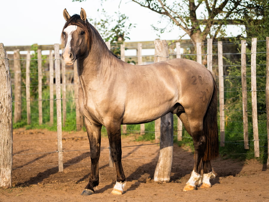 Lote Goyaz Chico Copón