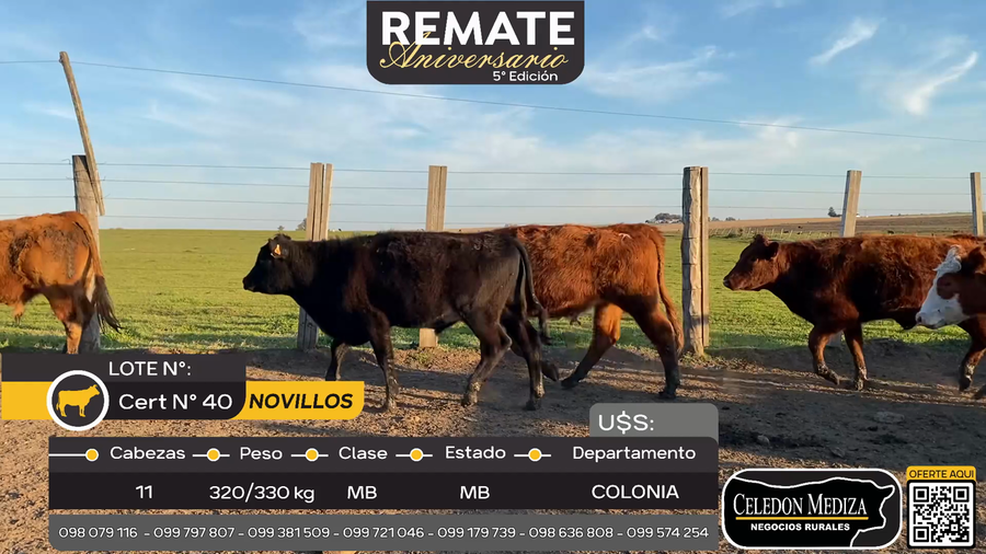 Lote 11 Novillos en La Horqueta, Colonia