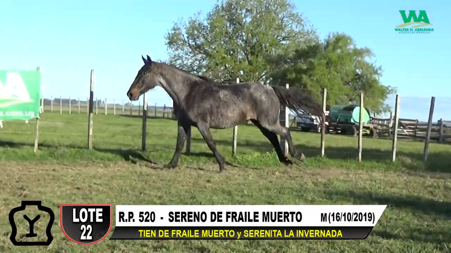 Lote SERENO DE FRAILE MUERTO