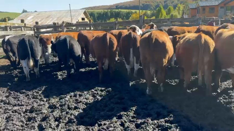 Lote 24 Novillo Engorda en Coyhaique, XI Región Aysén