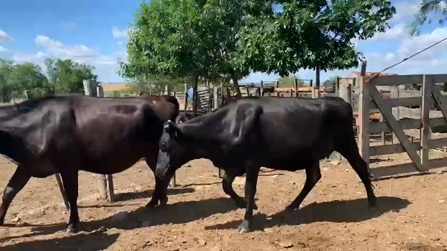 Lote 3 Vaquillonas Kiwi Proximas