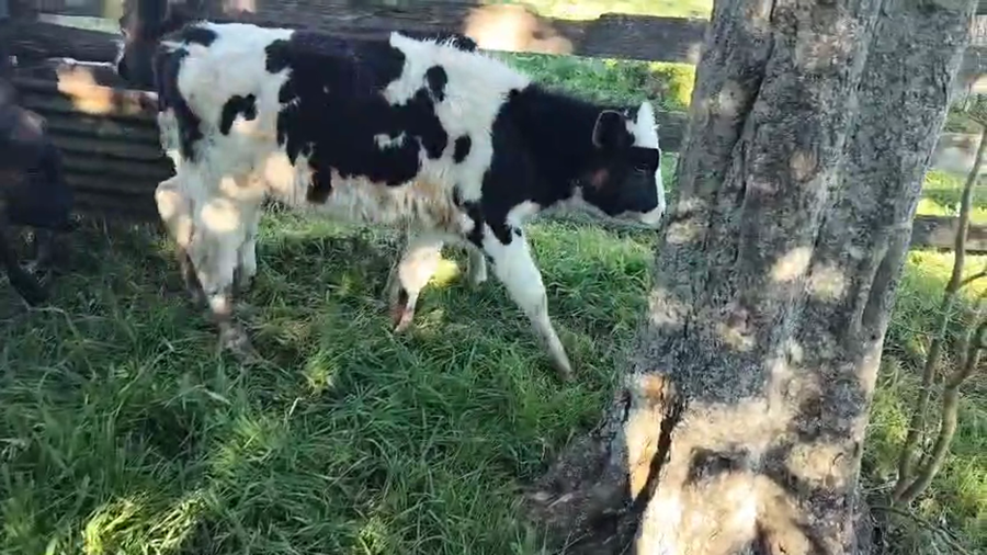 Lote 10 Terneras a remate en Pantalla Aniversario - Escritorio Camy, San José