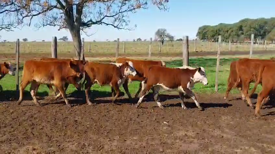 Lote 146 Terneros en Corrientes, Curuzu Cuatia