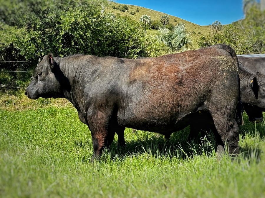 Lote Toros a remate en 4º Remate Don Nestor, Rocha