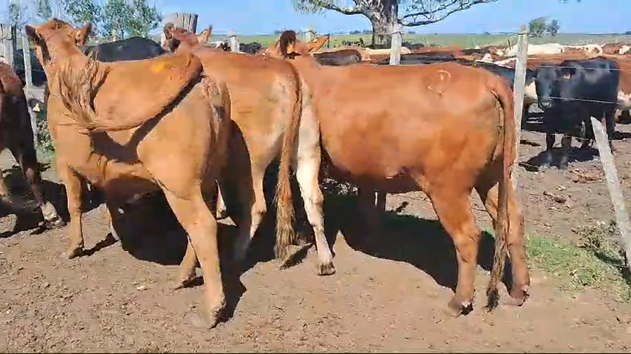 Lote 8 vaquillonas preñadas