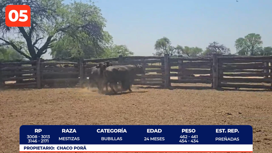 Lote LOTE 5
