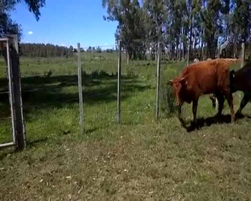 Lote 25 Terneras en Paysandú, Piedras Coloradas