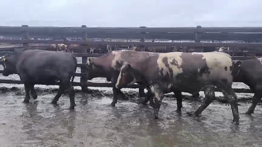 Lote 20 Novillo Gordo en Los Ángeles, VIII Región Biobío