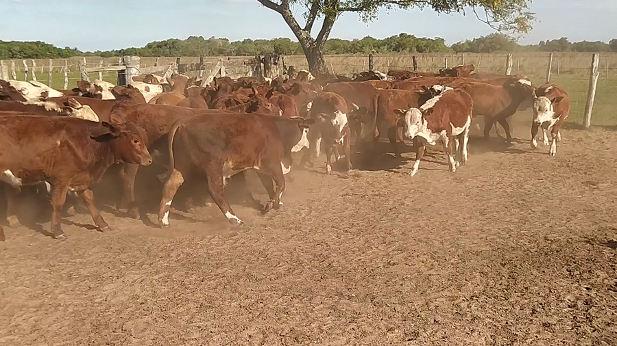 Lote 72 Terneros en Chavarría, Corrientes