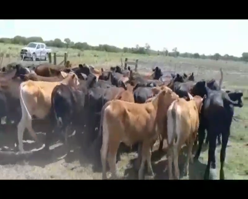 Lote 112 Terneros/as en Puero Tirol, Chaco