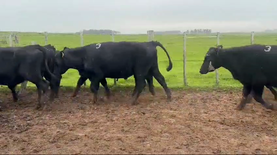 Lote 67 Novillos a remate en Dia del Toro 395kg -  en Guaviyu - Km 105 - Ruta 27 - 13 km al Norte por camino vecinal