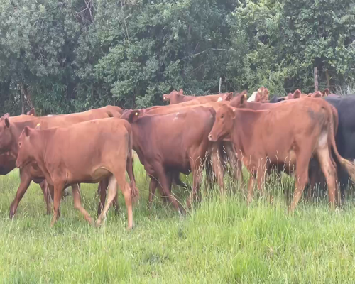 Lote 40 Vaquillonas en Ituzaingó, Corrientes