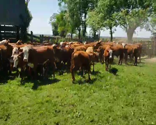 Lote 85 Terneros en Ituzaingó, Corrientes