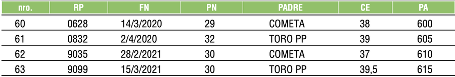 Lote TOROS ANGUS NEGROS PC