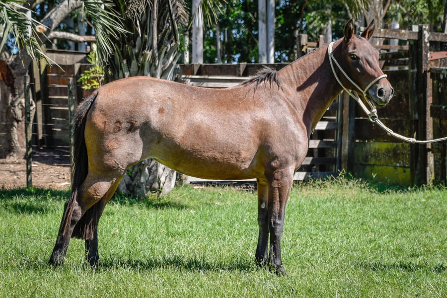 Lote ESPINA LA CALAVERA