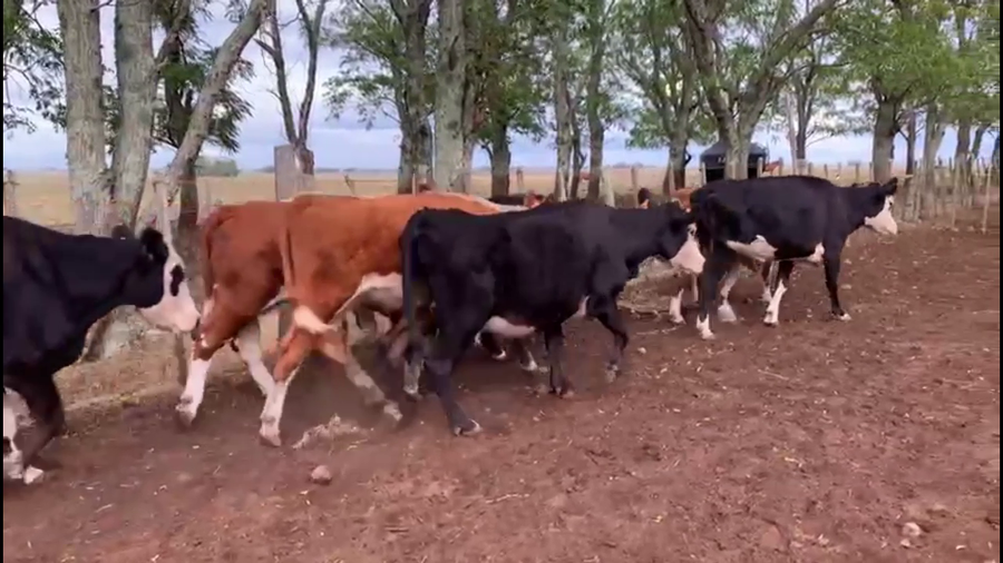 Lote VACAS INVERNADA