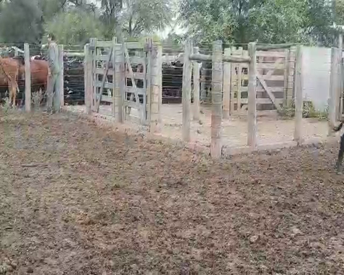 Lote 120 Vaquillonas en Sachayoj, Santiago del Estero