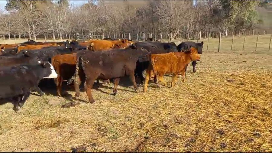 Lote Terneros/as en Pehuajó, Buenos Aires