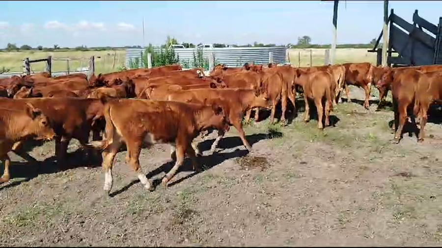 Lote 126 Terneros/as en Colón, Entre Ríos