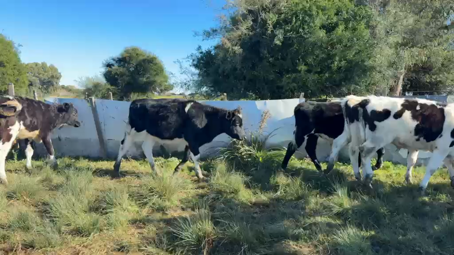 Lote TERNEROS