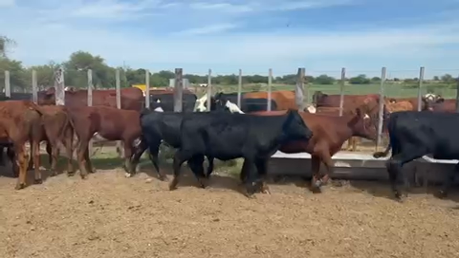 Lote 50 Terneros/as en Maciá, Entre Ríos