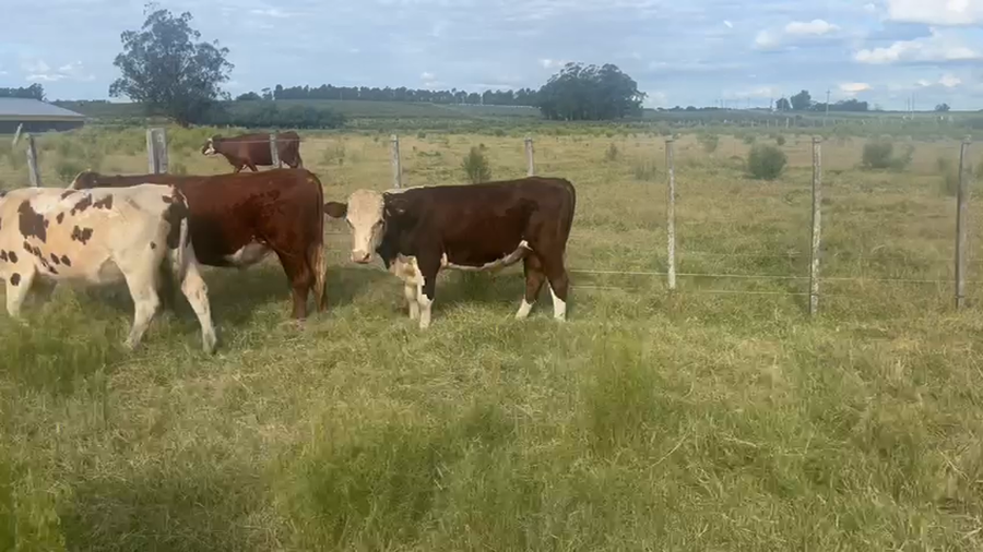 Lote 25 Terneros y Terneras