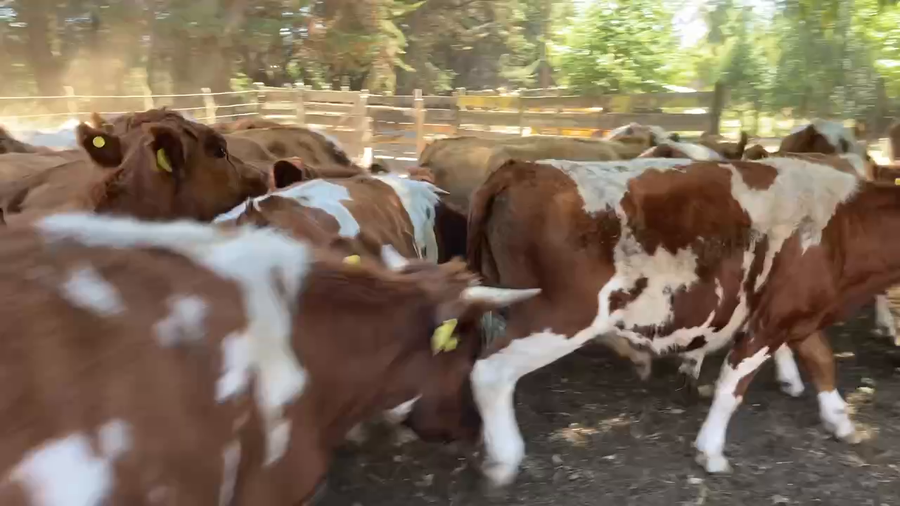 Lote 60 Novillo Engorda en Los Lagos, XIV Región Los Ríos