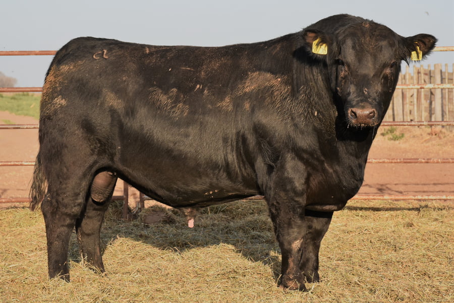 Lote TOROS (Corral 6)