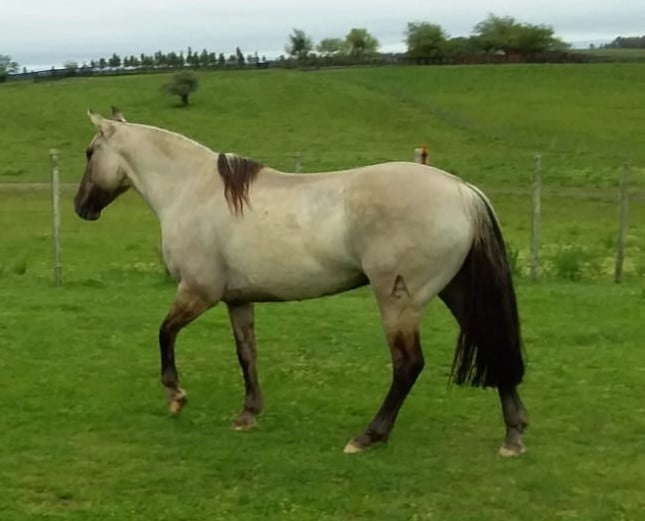 Lote Cabaña "Berachi" - RP 375 - Berachi Totorita