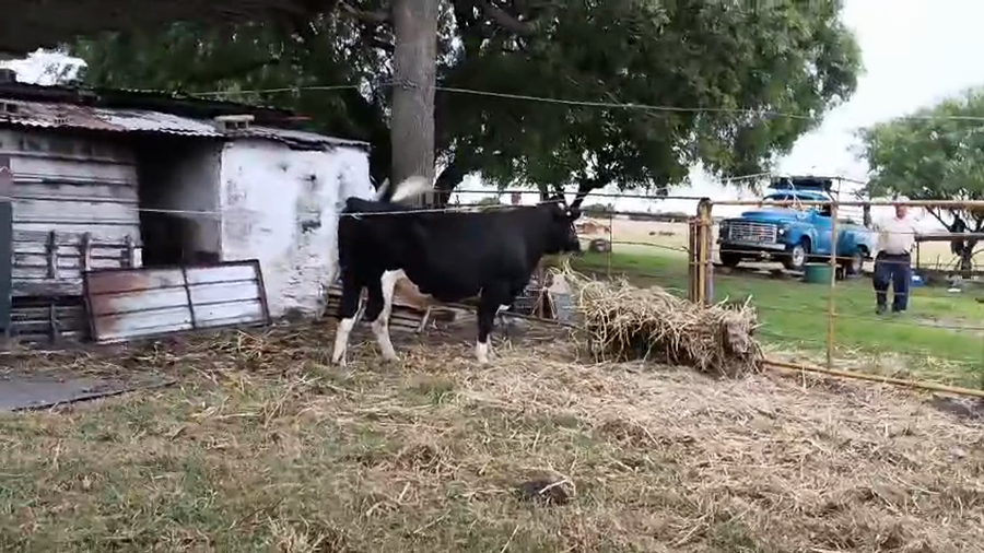 Lote Toros a remate en Pantalla Camy - Aniversario 31 Años, San José