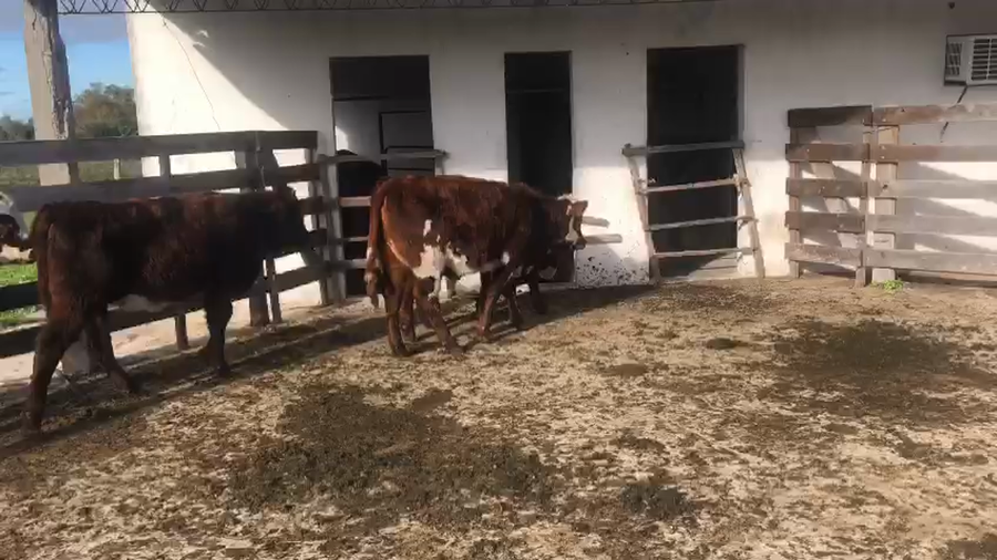 Lote 4 Terneros Normando a remate en Pantalla Camy  200kg -  en Carreton