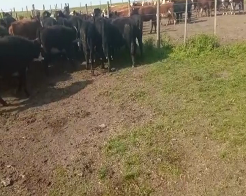 Lote 62 Terneras angus y red angus a remate en 1º Remate Virtual en tarariras