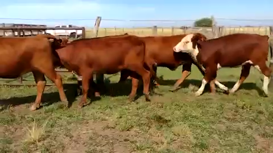 Lote 58 Terneras en Mercedes, Corrientes