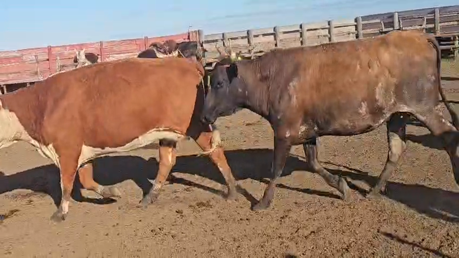 Lote 25 Vacas CUT preñadas