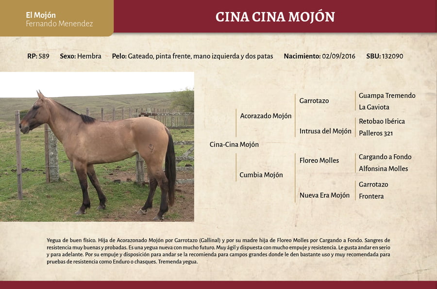 Lote Cina-Cina Mojón (RP 589) - Cabaña "El Mojón”