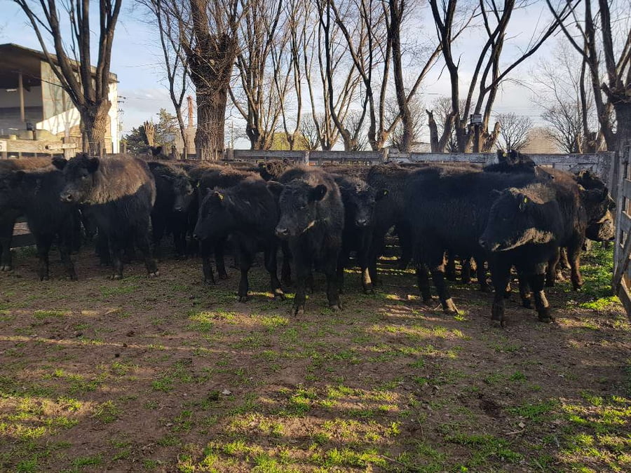 Lote 40 Terneros en Gral. Lamadrid, Buenos Aires