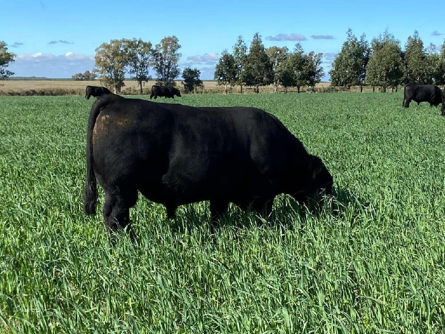 Lote 40 Toros reproductor en Gualeguaychú, Entre Ríos