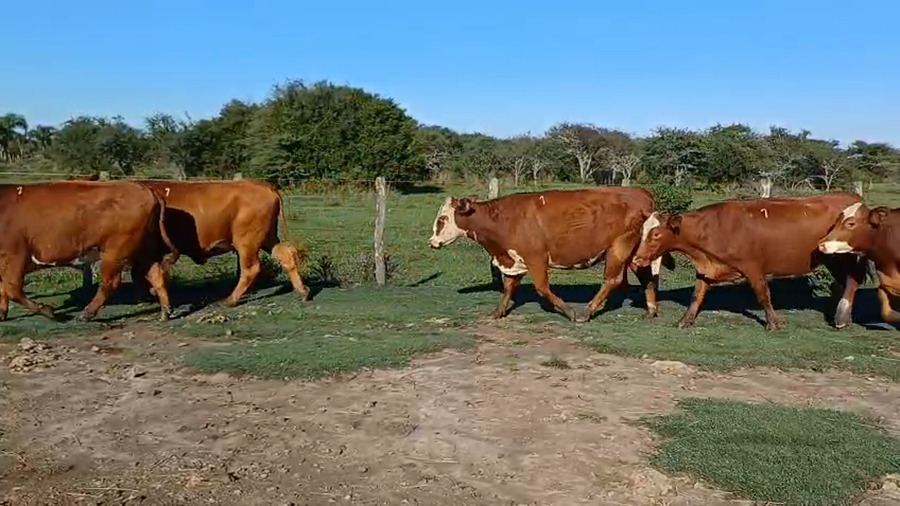 Lote 33 Vaquillonas preñadas en Corrientes, Curuzú-Cuatiá