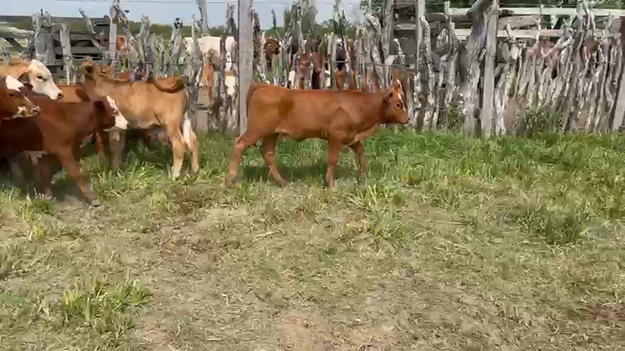 Lote 100 Terneros/as