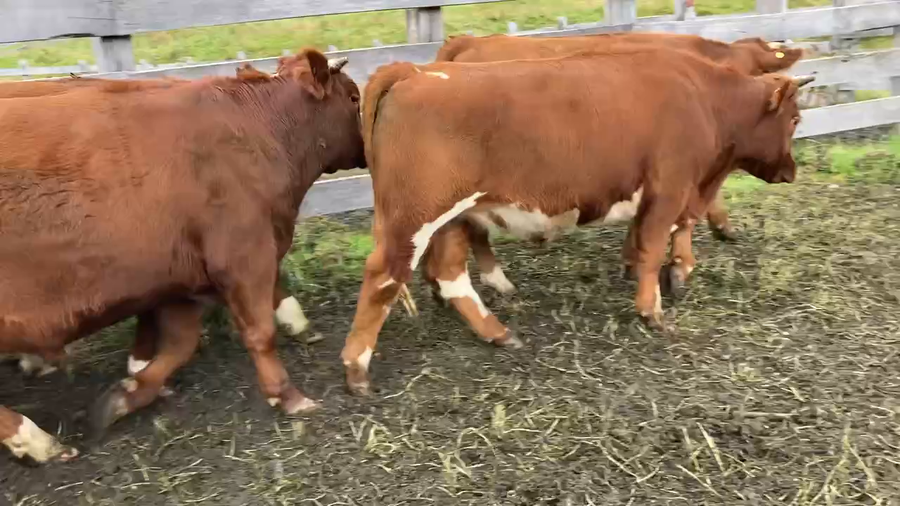 Lote 18 Novillo Engorda en Chile Chico, XI Región Aysén