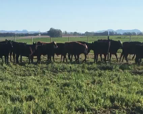 Lote 70 Terneros/as en Coronel Suarez, Buenos Aires