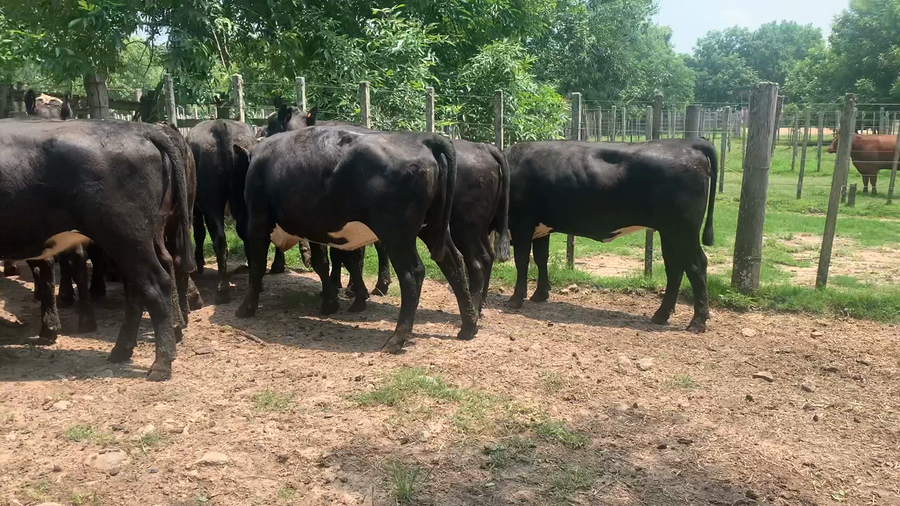 Lote 17 Vaquillonas más de 2 años